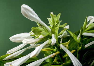 plant