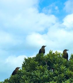 Low angle view of bird perching on tree against sky