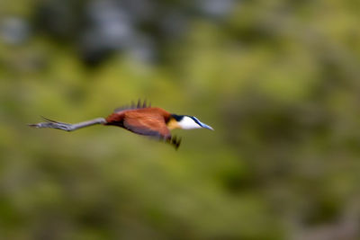 Side view of bird flying against blurred background