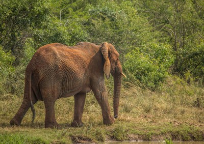 Side view of elephant on field