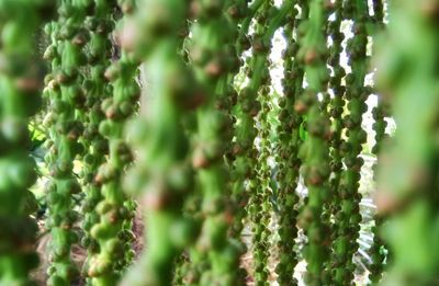 Close-up of green plant