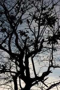 Low angle view of silhouette trees against sky during sunset