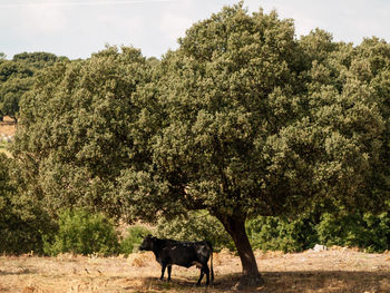 Horse standing in a field