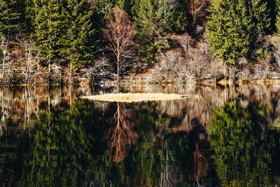 Reflection of trees in lake