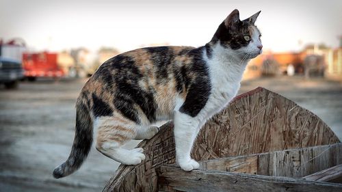 Side view of cat standing on wood 
