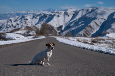 Dog on snowcapped mountain