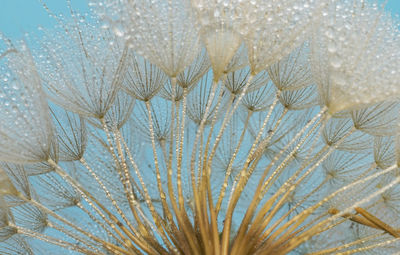 Closeup dandelion and dew drops, soft nature background