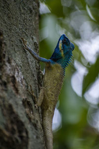 Close-up of lizard on tree trunk