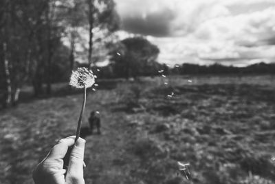 Close-up of hand holding dandelion against white background