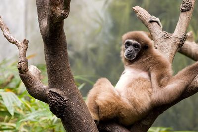 Portrait of monkey on tree in forest