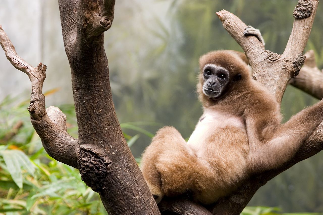 CLOSE-UP OF MONKEY SITTING ON TREE BRANCH