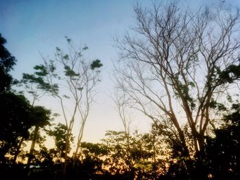 Low angle view of silhouette trees against sky