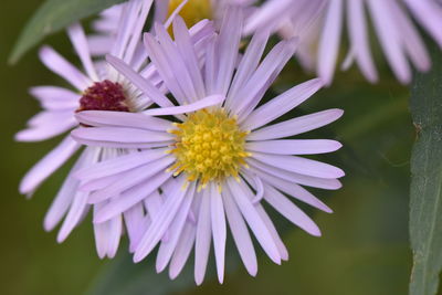 Close-up of purple daisy flower