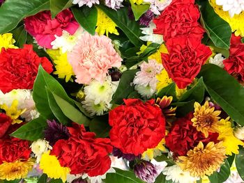 Close-up of multi colored flowers blooming outdoors