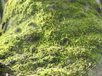 Full frame shot of moss growing on land