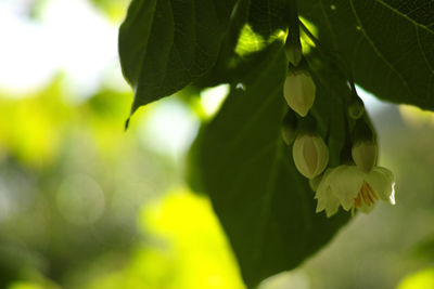 Close-up of flower tree