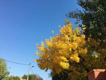 Low angle view of flowering plants against blue sky