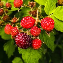 Close-up of strawberries