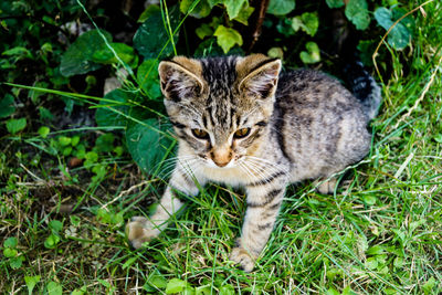 Portrait of tabby cat on field