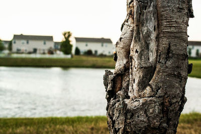 Close-up of tree trunk