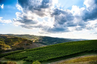 Scenic view of vineyard against sky