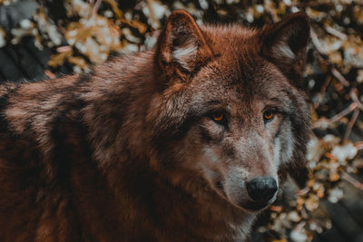 Close-up portrait of a wolve