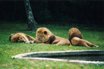 View of cats resting on grass