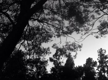 Low angle view of bare trees against sky