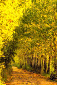 Footpath amidst trees in forest during autumn