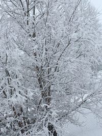Full frame shot of frozen bare tree