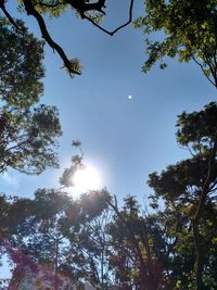 Low angle view of trees against sky