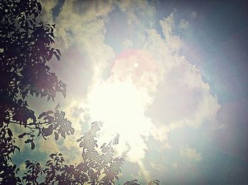 Low angle view of trees against sky