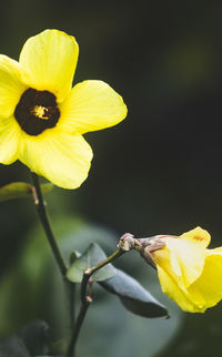 Close-up of yellow rose flower