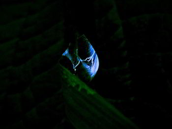 Close-up of fish swimming in the dark