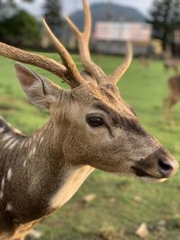 Close-up of deer