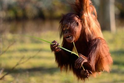 Orangutan hanging outdoors