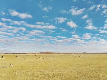 Sheep grazing on field against sky