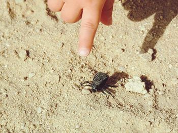 Close-up of crab on sand