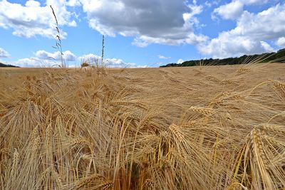 Hay bales on field against sky