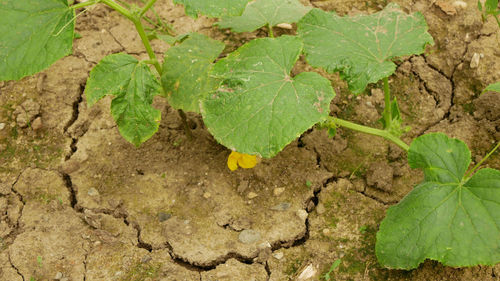 High angle view of small plant growing on field