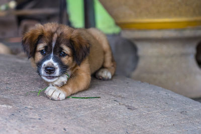 Close-up portrait of a dog