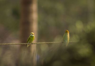 Close-up of bird perching on leaf