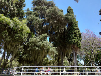 Low angle view of trees against sky