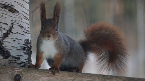 Close-up of squirrel