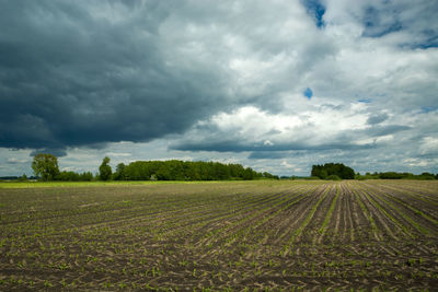 Young corn field and dark clouds, the beginning of the agricultural season, spring day