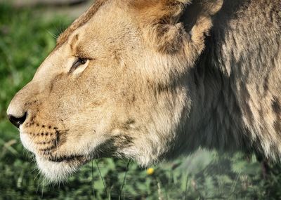 Close-up of lion