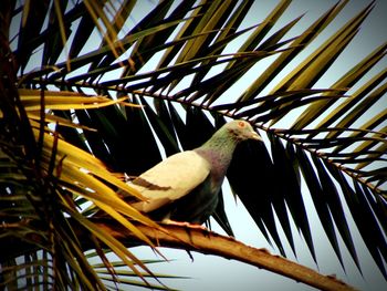 Low angle view of bird perching on tree