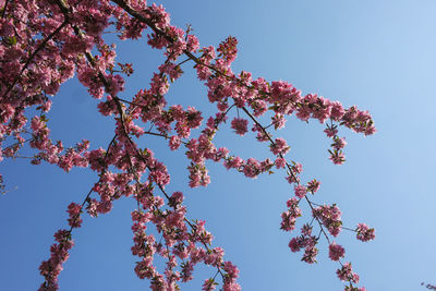 Low angle view of cherry blossoms against blue sky