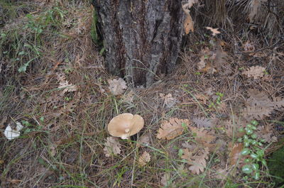 High angle view of mushrooms growing on field