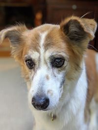 Close-up portrait of dog at home